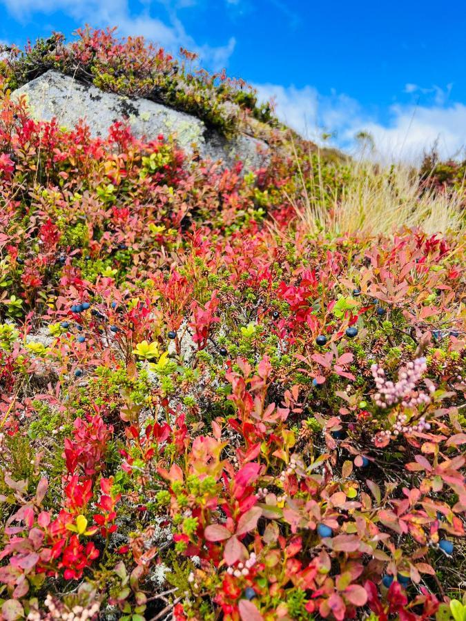 Flott Leilighet Pa Haugen I Sirdal Tjorhom Eksteriør billede